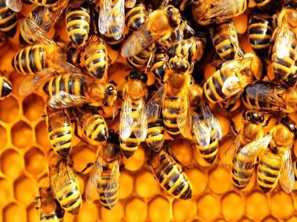Con ong số mấy trong lô đề? Ý nghĩa giấc mơ thấy ong