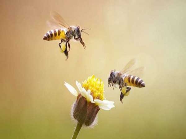 Nằm mơ thấy ong vàng đánh con gì? Giải mã ý nghĩa giấc mơ